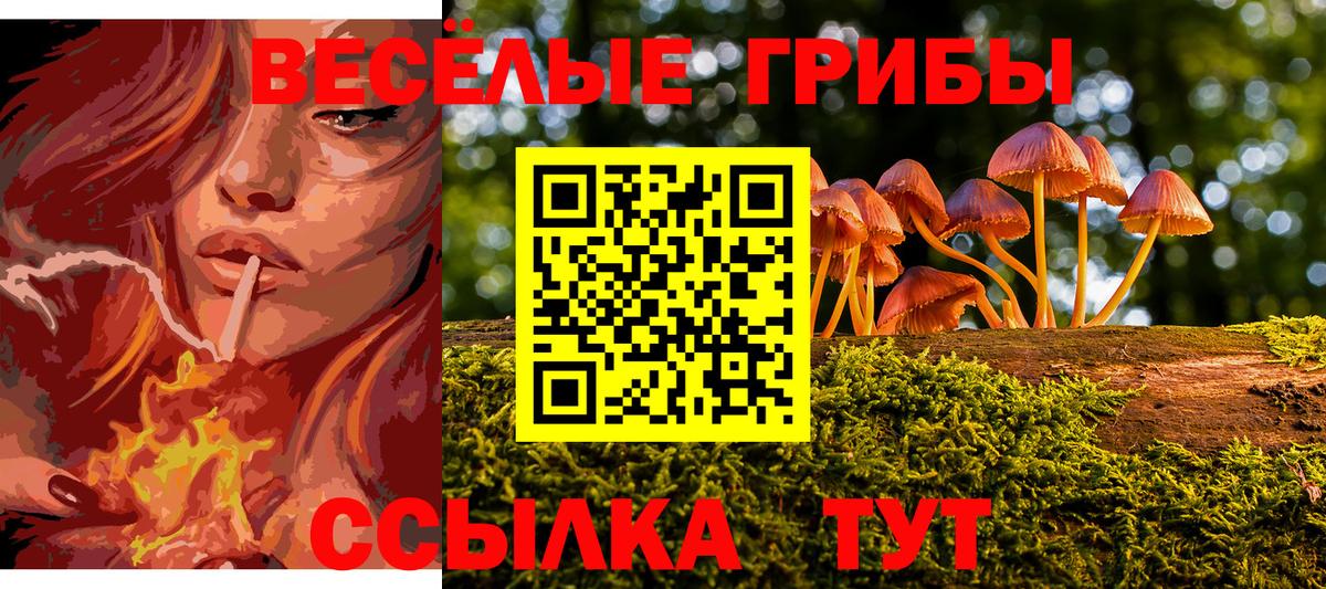 Галлюциногенные грибы Psilocybine cubensis Гулькевичи
